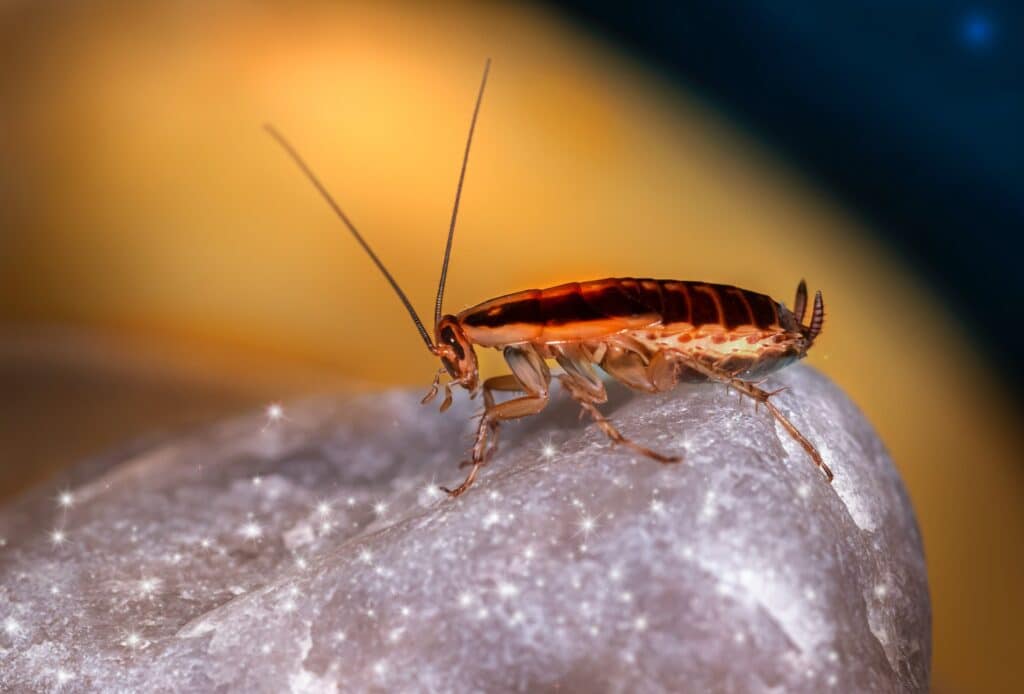 The Importance Of Regular Pest Inspections For Homeowners