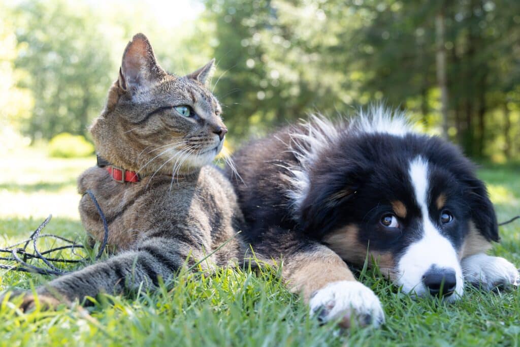 What Are The Positive Lifestyle Benefits Of Owning And Loving A Pet?