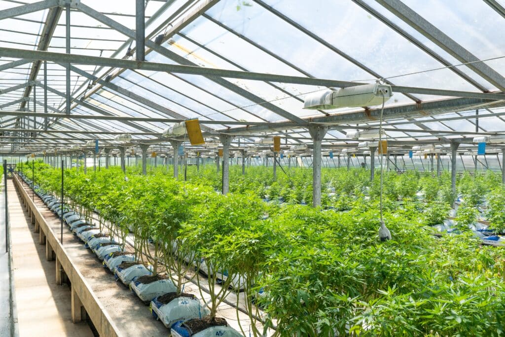 7 Reasons Why You Should Invest On Delta 9 Flower